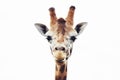 Giraffe head close up, isolated Royalty Free Stock Photo