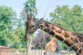 Giraffe head close-up. Shot in the Wroclaw Zoo Royalty Free Stock Photo