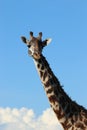 Giraffe head closeup with blue sky. Royalty Free Stock Photo