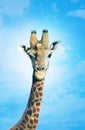 Giraffe with head in clouds, Royalty Free Stock Photo