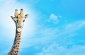 Giraffe with head in clouds, Royalty Free Stock Photo