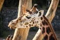 Giraffe head. Dublin zoo. Ireland Royalty Free Stock Photo