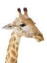 Giraffe head face look funny Royalty Free Stock Photo