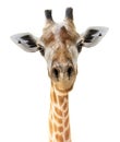 Giraffe head face look funny