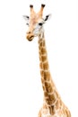 Giraffe Head Face Look Funny