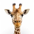 Giraffe Head Face Look Funny Isolated On White Background, AI Generative