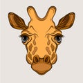 Giraffe head face realistic