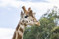 Giraffe head held high Royalty Free Stock Photo