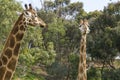 Giraffe head held high Royalty Free Stock Photo