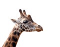 Giraffe head isolated Royalty Free Stock Photo