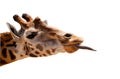 Giraffe head isolated Royalty Free Stock Photo