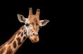 Giraffe Head Isolated on Black Background Royalty Free Stock Photo