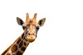 Giraffe head isolated on white background Royalty Free Stock Photo