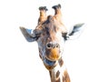 Giraffe head isolated on white background. Wild animal portrait Royalty Free Stock Photo