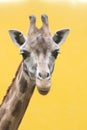 giraffe head isolated on the yellow Royalty Free Stock Photo