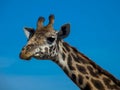 Giraffe portrait, blue sky, close up Royalty Free Stock Photo