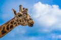 Giraffe Royalty Free Stock Photo