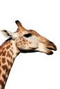 Giraffe head and neck Royalty Free Stock Photo