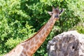 Giraffe head neck Royalty Free Stock Photo