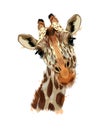 Giraffe head portrait from a splash of watercolor, colored drawing, realistic