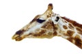 Giraffe head