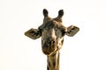 Giraffe head. Profile of giraffe head