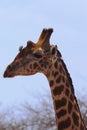 Giraffe Head - Safari Kenya