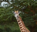 Giraffe head shot Royalty Free Stock Photo