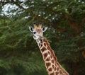 Giraffe head shot