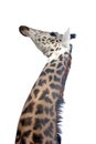 Giraffe head shot Royalty Free Stock Photo