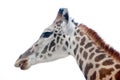 Giraffe head shot Royalty Free Stock Photo