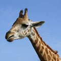 Giraffe head shot