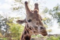 Giraffe head shot - horizontal Royalty Free Stock Photo