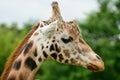 Giraffe head shot Royalty Free Stock Photo