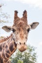 Giraffe head shot - vertical Royalty Free Stock Photo