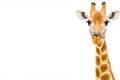 Giraffe head shot on a white background with copy space Royalty Free Stock Photo