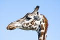 Giraffe head side face portrait in day against blue sky Royalty Free Stock Photo