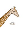 Giraffe head sketch set. Royalty Free Stock Photo