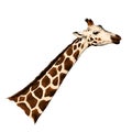 Giraffe head sketch vector graphics Royalty Free Stock Photo