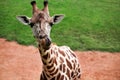 Giraffe the tongue sticking out and enjoying at zoo Royalty Free Stock Photo
