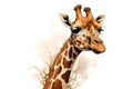 Giraffe head watercolor illustration on white background. Realistic aquarelle painting of head and neck of giraffe on light