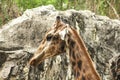 Giraffe head In the zoo walking Royalty Free Stock Photo