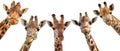 Giraffe heads isolated on white background Royalty Free Stock Photo