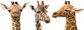 Giraffe heads isolated on white background Royalty Free Stock Photo