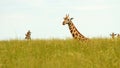 Giraffe Heads Poking up out of Savannah Grass Royalty Free Stock Photo