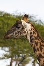 Giraffe headshot with green tree behind