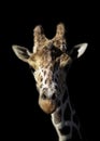 giraffe headshot