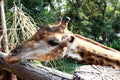 The giraffe held his face through the log Royalty Free Stock Photo