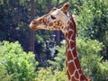 Giraffe at Henry Doorly Zoo