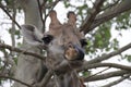 Funny Giraffe Sticks out her Tongue Royalty Free Stock Photo